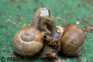 roman_snail_2015_02.JPG