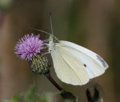 3R3A3537-DxO_large_white_butterfly.jpg