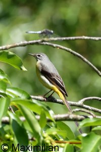wagtail_g_2023_04.JPG