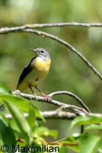 wagtail_g_2023_05.JPG