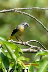 wagtail_g_2023_06.JPG