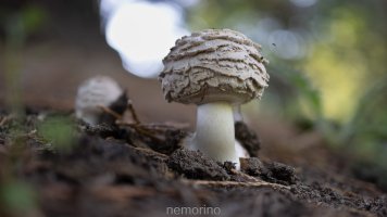 with a fly in flight.jpg