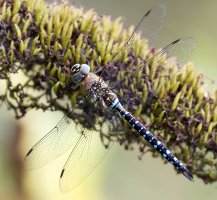 309A8124-DxO_Migrant_Hawker_Dragonfly_aut_small.jpg