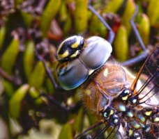 309A8139-DxO_Migrant_Hawker_Dragonfly_Head_HDR1.jpg