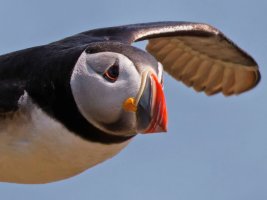 3R3A9283-DxO_Puffin_flying-ls-tssh.jpg
