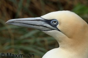 gannet_2023_03.JPG