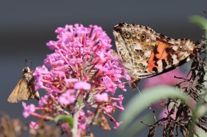 IMG_8208 picasa crop - Copy.JPG