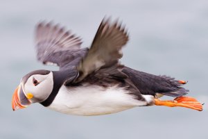 puffin 100 percent-3205.jpg