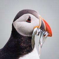 puffin 100 percent-3039.jpg