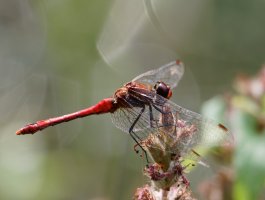 3R3A3593-DxO_red_darter_dragonfly.jpg