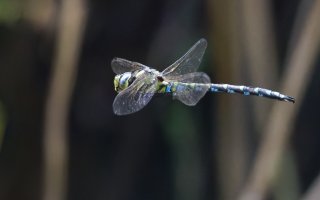 309A7947-DxO_Migrant_Hawker_51k-bg-ts.jpg