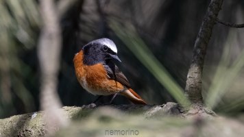 redstart.jpg