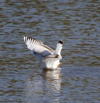 309A8307-DxO_blackheaded_gull_diving-ls-ts1000mm.jpeg