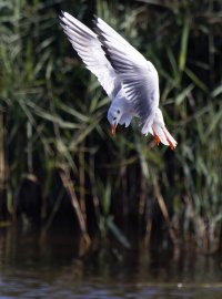 309A8405-DxO_Blackheaded_gull_diving_500mm_crop.jpg