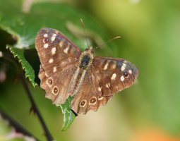 3R3A3682-DxO_Speckled_wood_Butterfly_m.jpg