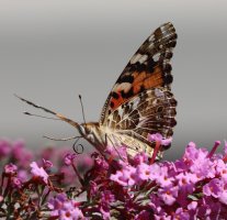 IMG_8034 picasa crop - Copy.JPG