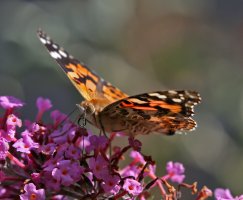 5D3_3732 ps3 fix 2 crop - Copy.jpg