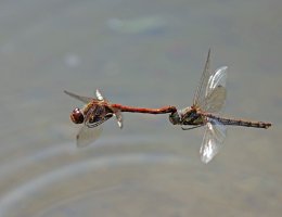 309A8496-DxO_Ruddy_Darter_dragonfly_pair_flying-lsssSHaut.jpg