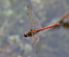 309A8766-DxO_Ruddy_Darter_dragonfly_flying.jpg