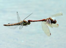 3R3A3761-DxO_Ruddy_Darter_dragonfly_flying_pair-lsssSHaut.jpg