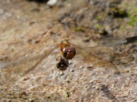 3R3A3757-DxO_Ruddy_Darter_dragonfly_pair_flying_face_on-ls-ss-2x.jpeg