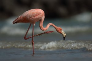 American Flamingo (adult-fall) 105.jpg American Flamingo (adult-fall) 105.jpg