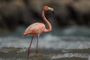 American Flamingo (adult-fall) 106.jpg American Flamingo (adult-fall) 106.jpg