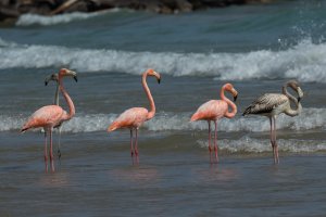 American Flamingo (fall) 100.jpg American Flamingo (fall) 100.jpg