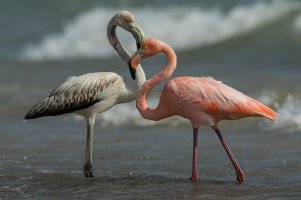 American Flamingo (fall) 103.jpg American Flamingo (fall) 103.jpg