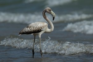 American Flamingo (hatch year-fall) 100.jpg American Flamingo (hatch year-fall) 100.jpg