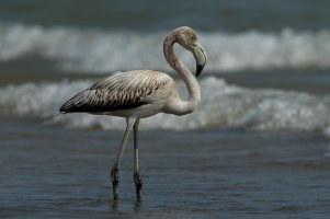 American Flamingo (hatch year-fall) 101.jpg American Flamingo (hatch year-fall) 101.jpg