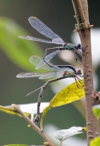3R3A3837-DxO_Willow_Emerald_Damselfly-ls-ssautsh.jpg