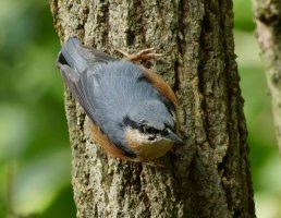 3R3A3811-DxO_Nuthatch.jpg