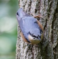 309A8855-DxO_Nuthatch_side_down_tree_looking_forward.jpg