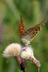 fritillary_2023_02.JPG