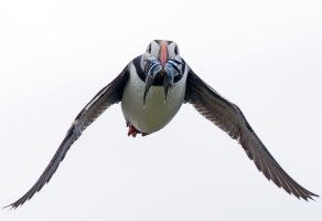 2B4A9310-DxO_puffin+sandeels_flying_face_on_ss.jpg 2B4A9310-DxO_puffin+sandeels_flying_face_on_ss.jpg