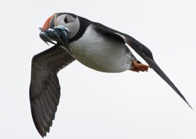 2B4A9510-DxO_puffin+fish_flying-lsss.jpg 2B4A9510-DxO_puffin+fish_flying-lsss.jpg
