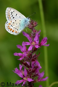 common_blue_2023_01.JPG