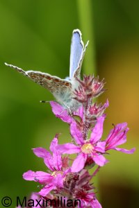 common_blue_2023_02.JPG