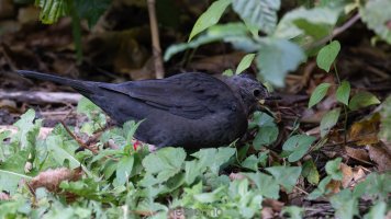 juvenil blackbird.jpg