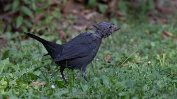 juvenil blackbird_03.jpg