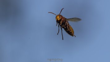 hornet.jpg
