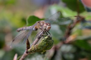 20231001 1518 27 Nederland Amersfoort - Canon EOS R5 - RF100mm F2.8 L MACRO IS USM at 100 mm ...jpeg