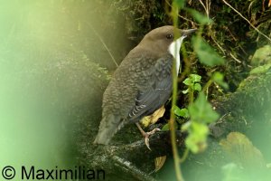 dipper_2023_01.JPG