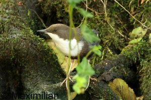 dipper_2023_02.JPG