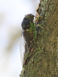 5D3_2962 picasa crop ps3 fix-topaz-enhance-2x - Copy.jpg