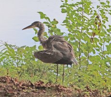 IMG_5748 picasa crop ps3 fix - Copy.JPG