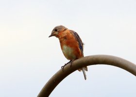 IMG_5759 picasa crop-topaz-enhance-2.7x-sharpen - Copy.JPG