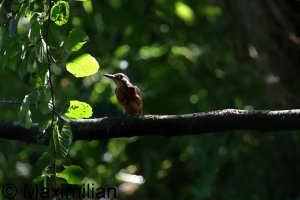 kingfisher_2023_01.JPG
