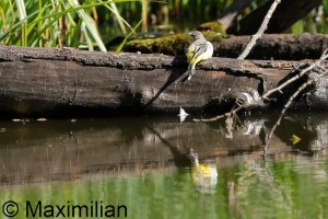 wagtail_g_2023__03.JPG